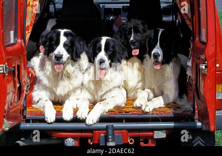 LANDSEER HUNDE, ERWACHSENE IM HINTEREN KOFFERRAUM EIN ROTES AUTO Stockfoto