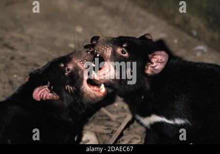 BEUTELTEUFEL Sarcophilus Harrisi paar kämpfen, Australien Stockfoto