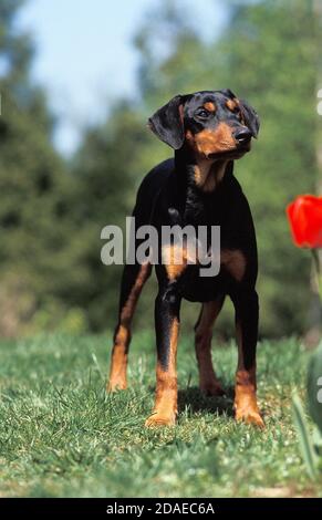 DEUTSCHER PINSCHER HUND, ERWACHSENER AUF GRAS IN DER NÄHE VON TULIP Stockfoto