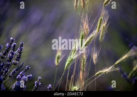 Frankreich, Alpes de Haute Provence, Plateau de Valensole, Durum (Triticum durum) und Lavendel (Lavendula sp.) Stockfoto