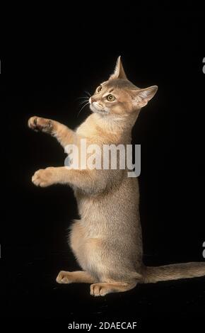 BLAUER ABESSINIER KATZE, ERWACHSENEN SITZEN AUF SCHWARZEM HINTERGRUND Stockfoto