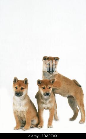 SHIBA INU HUND WELPEN VOR WEIßEM HINTERGRUND Stockfoto