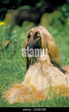 AFGHANISCHER WINDHUND, ERWACHSENEN FESTLEGUNG AUF RASEN Stockfoto