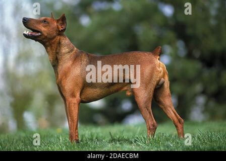 DEUTSCHER PINSCHER HUND (ALTE STANDARDRASSE MIT GESCHNITTENEN OHREN) Stockfoto