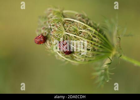 Streifenwanze, Graphiosoma italicum, Wildkarotte, Daucus carota, Bettwanzen, Insekten im Garten, Samenstand, natürlicher Garten Stockfoto