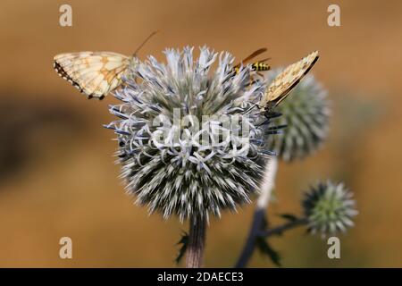 Schachbrett Schmetterling, Melanargia galathea, Drüsen Globe Thistle Echinops sphaerocephalus, Echinops, Globe Thistle Stockfoto