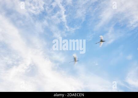 Zwei Schwäne am Himmel Stockfoto