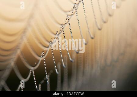 Spinnennetz, Morgentau, Detail Stockfoto