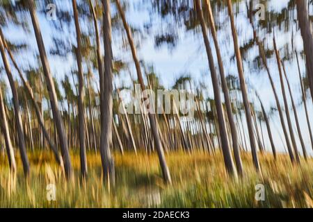 Deutschland, Mecklenburg-Vorpommern, Darss, Darsswald Stockfoto