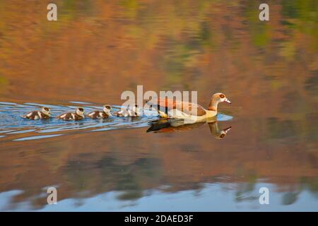 Egyptian Goose (Alopochen aegyptiaca) schwimmend auf Damm mit Gänsen, Dragon Peaks, Drakensberg, Südafrika Stockfoto