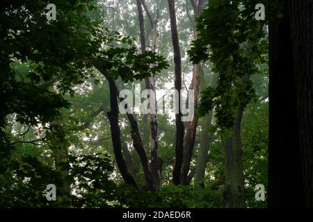 Ein wenig Nebel am frühen Morgen im Wald in den Baumwipfeln, Deutschland im Herbst Stockfoto