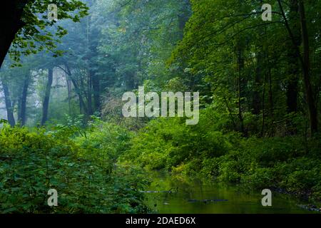 Ein wenig Nebel am frühen Morgen im Wald in den Baumwipfeln, Deutschland im Herbst Stockfoto