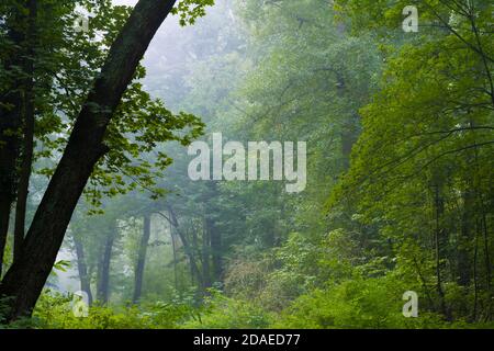 Ein wenig Nebel am frühen Morgen im Wald in den Baumwipfeln, Deutschland im Herbst Stockfoto