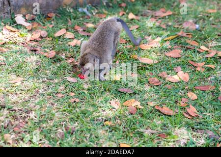 Macaque schnuppert eine Tomate, (Macaca), Black River Gorges National Park, Mauritius, Afrika, Indischer Ozean Stockfoto