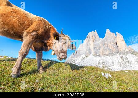 Neugierige Kuh grasen am Fuße der Tre Cime di Lavaredo, Dolomiten Berge, Auronzo di Cadore, Provinz Belluno, Venetien, Italien, Europa Stockfoto