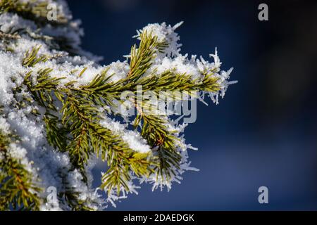 Tannenbaum (Picea Abies) Ast bedeckt mit gefrorenem Schnee während eines kalten Winters in Die österreichischen Alpen Stockfoto