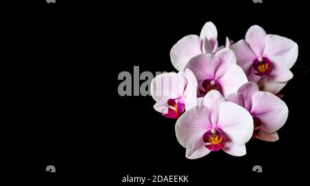 Phalaenopsis Orchidee von einem Hausgarten. Motte Orchidee voll in Blüte. Stockfoto