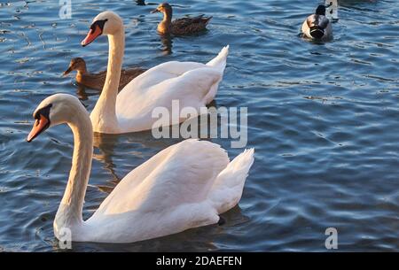 Weiße Schwäne auf dunkelblauem Wasser des Comer Sees Stockfoto