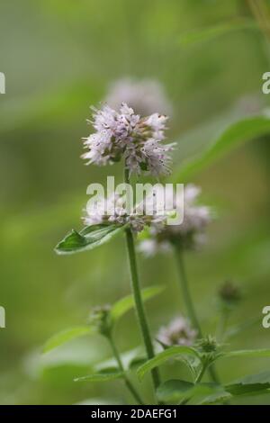 Wasser-Minze (Mentha Aquatica) Stockfoto