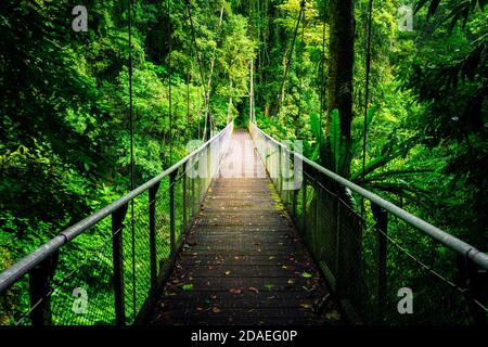 Hängebrücke auf einem Wanderweg im Regenwald des Dorrigo National Park. Stockfoto