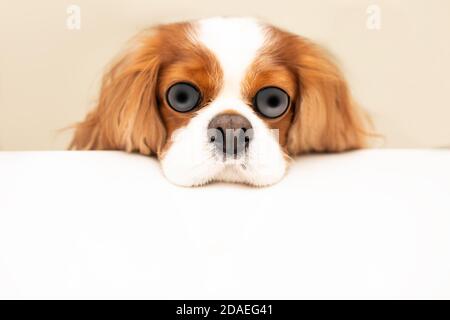 Lustiges Foto eines Hundes mit prall gefüllten Augen und einer geschwollenen Nase. Der Kavalierkönig Charles Spaniel legte seinen Kopf auf den Tisch. Hungriger Hund Humor Konzept. Kopieren Stockfoto