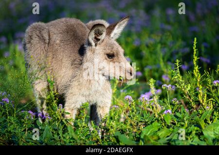 Eastern Grey Känguru Fütterung in einer Blumenwiese. Stockfoto