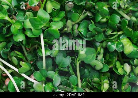 Microgreens Schale auf weißem Marmor Hintergrund. Superfood Konzept Stockfoto