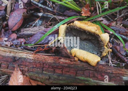 Ein verfaulter Scleroderma citrinum Pilz (gewöhnlicher Erdball) Stockfoto