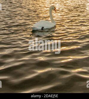 Schwanenschwimmen auf dem Round Pond in Kensington Gardens, London Stockfoto