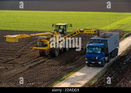 Zuckerrübenernte, Verladung der geernteten Rüben mit einem selbstfahrenden Reinigungslader für Zuckerrüben, auf einen LKW, Neuss, NRW, Deutschland, Stockfoto