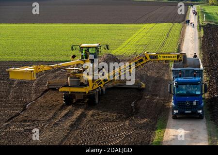 Zuckerrübenernte, Verladung der geernteten Rüben mit einem selbstfahrenden Reinigungslader für Zuckerrüben, auf einen LKW, Neuss, NRW, Deutschland, Stockfoto