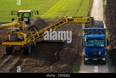 Zuckerrübenernte, Verladung der geernteten Rüben mit einem selbstfahrenden Reinigungslader für Zuckerrüben, auf einen LKW, Neuss, NRW, Deutschland, Stockfoto
