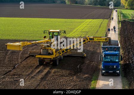 Zuckerrübenernte, Verladung der geernteten Rüben mit einem selbstfahrenden Reinigungslader für Zuckerrüben, auf einen LKW, Neuss, NRW, Deutschland, Stockfoto