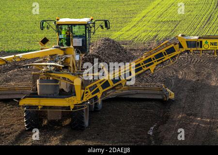 Zuckerrübenernte, Verladung der geernteten Rüben mit einem selbstfahrenden Reinigungslader für Zuckerrüben, auf einen LKW, Neuss, NRW, Deutschland, Stockfoto