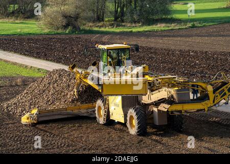 Zuckerrübenernte, Verladung der geernteten Rüben mit einem selbstfahrenden Reinigungslader für Zuckerrüben, auf einen LKW, Neuss, NRW, Deutschland, Stockfoto