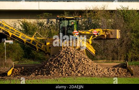 Zuckerrübenernte, Verladung der geernteten Rüben mit einem selbstfahrenden Reinigungslader für Zuckerrüben, auf einen LKW, Neuss, NRW, Deutschland, Stockfoto
