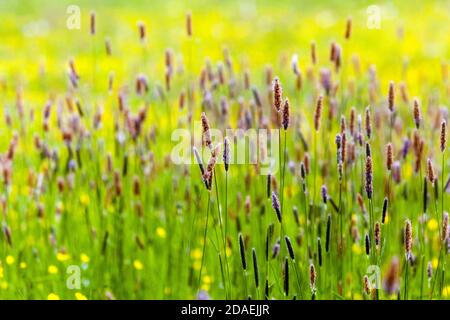 Langes Gras Wiese Fuchsschwanzgras wächst auf Frühjahrssaison Gräser des Feldes Stockfoto