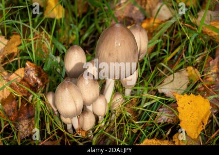 Gewöhnlicher Tintenpilz in Suffolk Forest, England Stockfoto