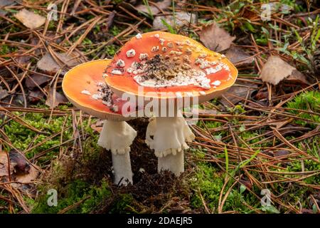 Pilze in Suffolk Woods, England Stockfoto