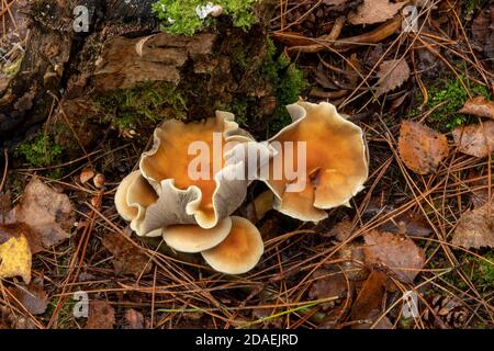 Pilzwachstum im Wald, Suffolk, Großbritannien Stockfoto