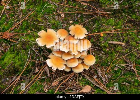 Pilzwachstum im Wald, Suffolk, Großbritannien Stockfoto