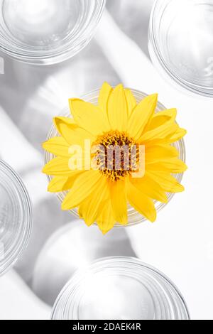 Frisches klares Wassergetränk mit gelber Blume im Glas auf weißem Hintergrund, hartes Licht kreative Komposition, Draufsicht Stockfoto