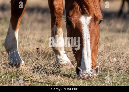 Extreme Nahaufnahme einer jungen reinrassigen arabischen Stute im Herbst goldene Grasland Weide Essen Stockfoto