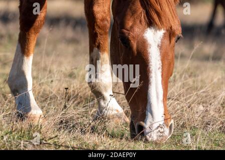 Extreme Nahaufnahme einer jungen reinrassigen arabischen Stute im Herbst goldene Grasland Weide Essen Stockfoto