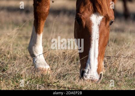 Extreme Nahaufnahme einer jungen reinrassigen arabischen Stute im Herbst goldene Grasland Weide Essen Stockfoto