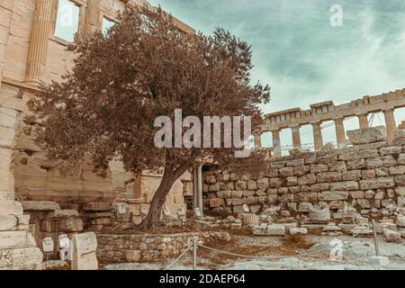 Der berühmte historische Olivenbaum, der am schönen alten Erechtheion-Tempel, hinter der Caryatid-Veranda gepflanzt wurde Stockfoto