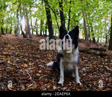 Sitzende Grenze Collie Smiles im Wald während des Tages. Liebenswert schwarz und weiß Hund glücklich in der Natur mit Sonnenlicht im Baum. Stockfoto