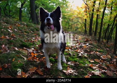 Cute Border Collie steht im Wald mit Zunge aus während der Herbstsaison. Schwarzer und weißer Hund in der Natur. Stockfoto