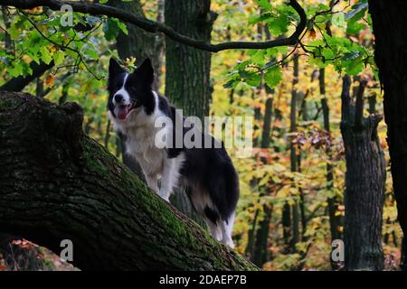 Smiling Border Collie steht auf Baumstamm im Herbst bunten Wald. Happy Black and White Dog genießt abenteuerlichen Tag in der Natur. Stockfoto