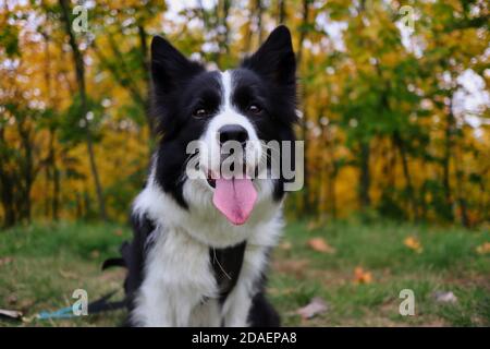 Nahaufnahme des Border Collie mit der Zunge draußen vor dem farbenfrohen Wald. Happy Black and White Dog zeigt seine Zunge in der Natur. Stockfoto